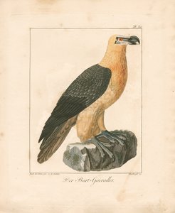 Der Bartgeier (handkolorierte Gravur)