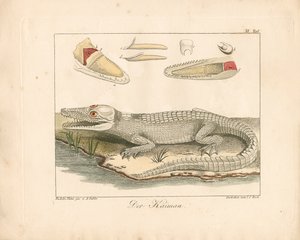 Der Kaiman (handkolorierte Gravur) von Ambrosius Gabler