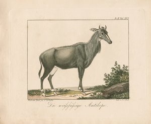 Weißfüßige Antilope von Ambrosius Gabler