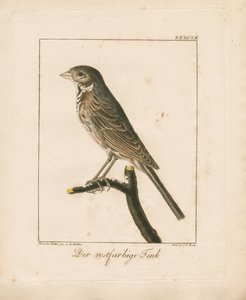 Goldammer von Ambrosius Gabler
