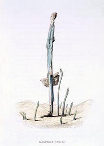 Der hastige Spargel, aus 
