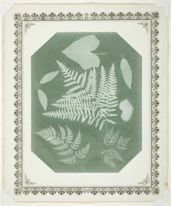 Studie von Blättern von Amelia Bergner