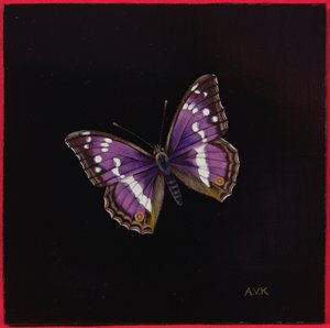 Purpurroter Kaiserfalter, 2000