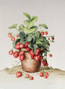 Erdbeeren im Topf, 1998