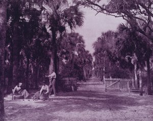 Ein Palmetto-Hain nahe Palatka, Florida von American Photographer (after)