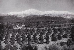 Kalifornien: Redlands, von Smiley Heights, Sonnenschein, Orangenhaine und schneebedeckte Gipfel von American Photographer (after)