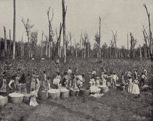 Baumwollernte in Mississippi von American Photographer (after)