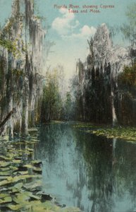 Florida River, mit Zypressen und Moos von American Photographer (after)