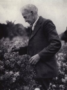 Luther Burbank unter seinen Blumen von American Photographer (after)