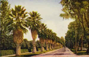 Eine Palmenallee in der Nähe von Los Angeles von American Photographer