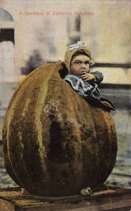 Ein Exemplar kalifornischer Kürbisse von American Photographer
