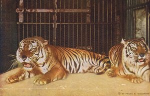 Chicago: Tiger im Lincoln Park von American Photographer