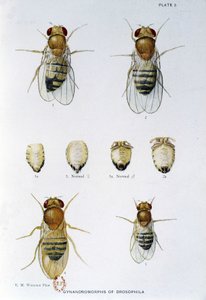 Bienen - in „Contributions to the genetics of drosophila melanogaster“, Thomas H. Morgan von American School