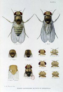 Bienen - in „Contributions to the Genetics of Drosophila Melanogaster“, Thomas H. Morgan von American School