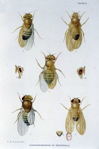Bienen - in „Contributions to the Genetics of Drosophila Melanogaster“, Thomas H. Morgan