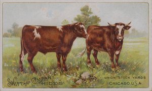 Amerikanische Werbekarte für Swift and Company Tierhäute, Union Stock Yards, Chicago, Illinois von American School