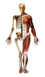 Anatomische Darstellung des menschlichen Skeletts und der Muskeln von American School