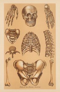 Anatomische Studie des menschlichen Skeletts