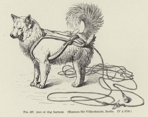 Ano oder Hundegeschirr von American School
