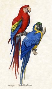 Aracangua und Blau-Gelber Ara, aus Die Naturgeschichte der Tiere von American School