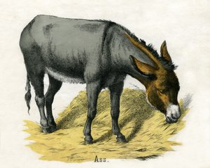 Esel, aus Die Naturgeschichte der Tiere