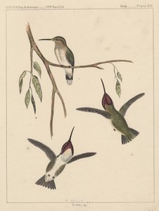 Vögel, Tafel XIX, 1855