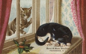 Katze schaut von draußen herein von American School