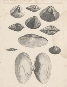 Konchologie Tafel I von American School