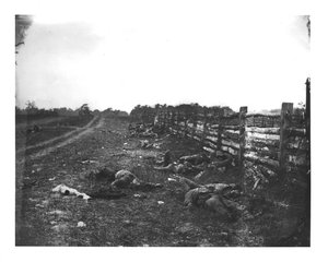 Konföderierte Tote entlang der Westseite des Hagerstown Pike, Schlacht von Antietam, 19. September 1862
