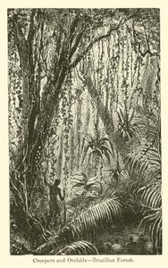 Schlingpflanzen und Orchideen, brasilianischer Wald von American School