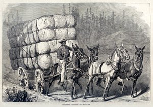 Baumwolle zum Markt bringen, aus Einhundert Jahre Fortschritt der Vereinigten Staaten, veröffentlicht 1871 (Gravur) von American School