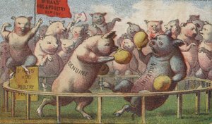 Schweine im Boxring von American School