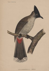 Ixos Haemorrhous (Gmelin) von American School