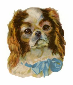 King Charles Cavalier Spaniel von American School