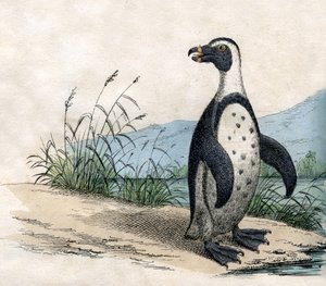 Magellan-Pinguin, aus The Natural History of Animals