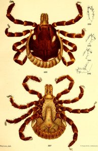Männlicher Ablyomma Americanum, Illustration aus "Cattle ticks (Ixodoidea) of the United States" von D. E. Salmon und Charles Wardell von American School