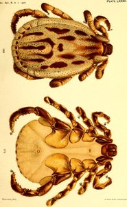 Männlicher Dermacentor reticulatus, Illustration aus 