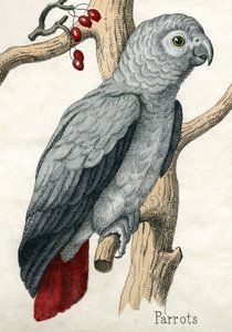 Papagei, aus Die Naturgeschichte der Tiere von American School