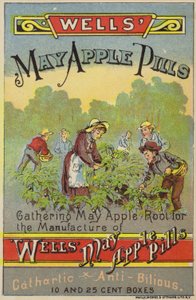 Mayapfelwurzeln sammeln von American School