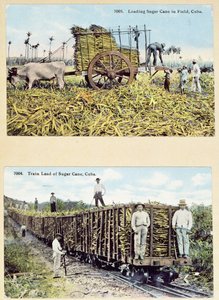 Postkarten, die Zuckerrohrplantagen in Kuba darstellen, ca. 1910 von American School