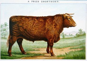 Preisgekrönter Shorthorn-Bulle