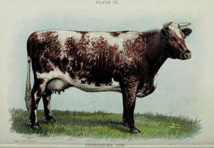 Shorthorn-Kuh, aus "Biggle Cow Book" von Jacob Biggle, 1898