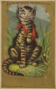 Schmunzelnde Katze mit Verletzungen von American School