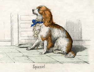 Spaniel, aus Die Naturgeschichte der Tiere von American School