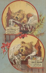 Terrier im Bett von American School