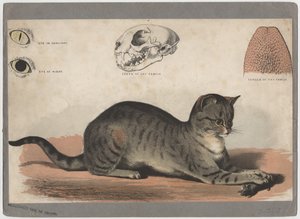 Die Katze von American School