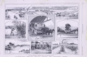 Die Zuckerindustrie von Louisiana von American School