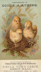 Drei Küken im Nest von American School