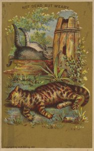 Drei müde Katzen von American School
