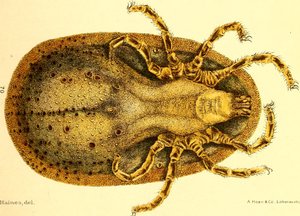 Bauchansicht von Argus Miniatus, Illustration aus 